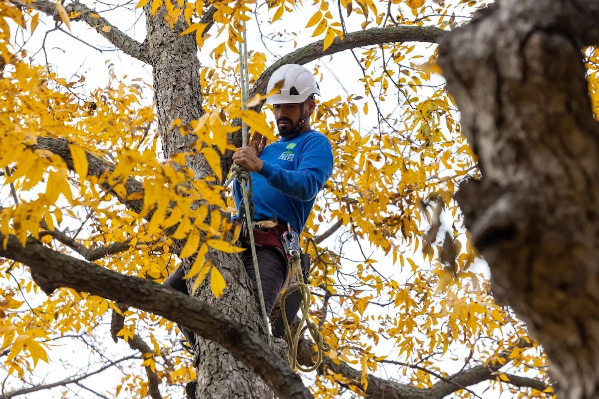 Skilled Tree Planting crew working in Madison